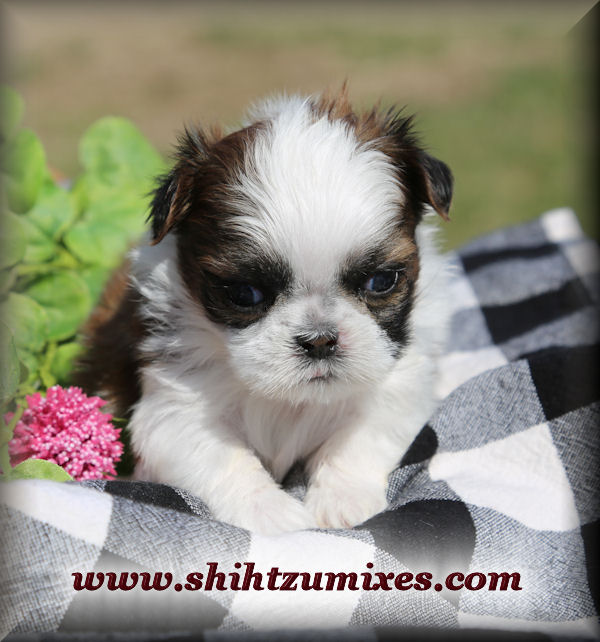 AKC Shihtzu Puppies for Sale in Illinois near Chicago!