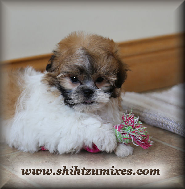 Adorable Shichon Puppies or Teddy Bear Puppies for sale!