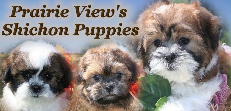 Puppies on the Prairie Shih Tzu