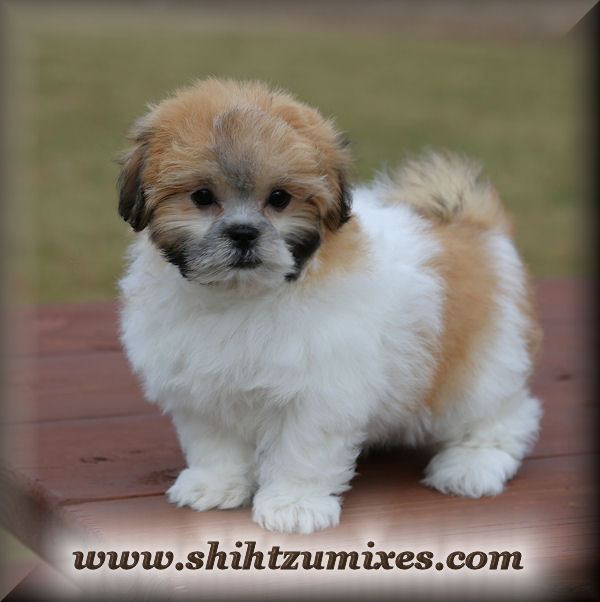 Adorable Shichon Puppies or Teddy Bear Puppies for sale!